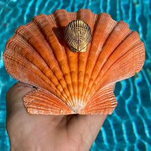 Load image into Gallery viewer, Scallop Shell Ariel Ring

